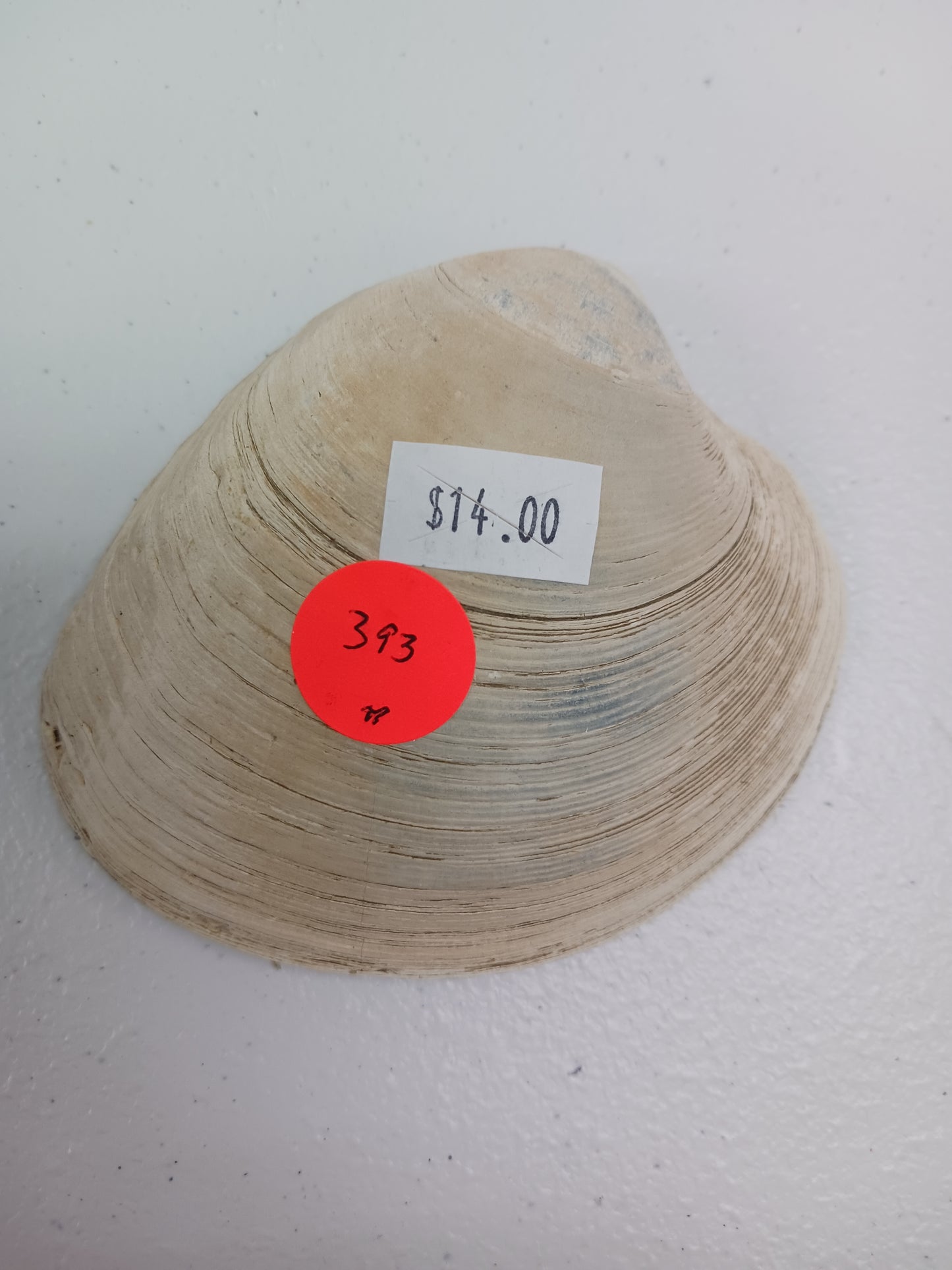 Shells