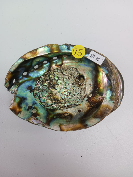 Shells