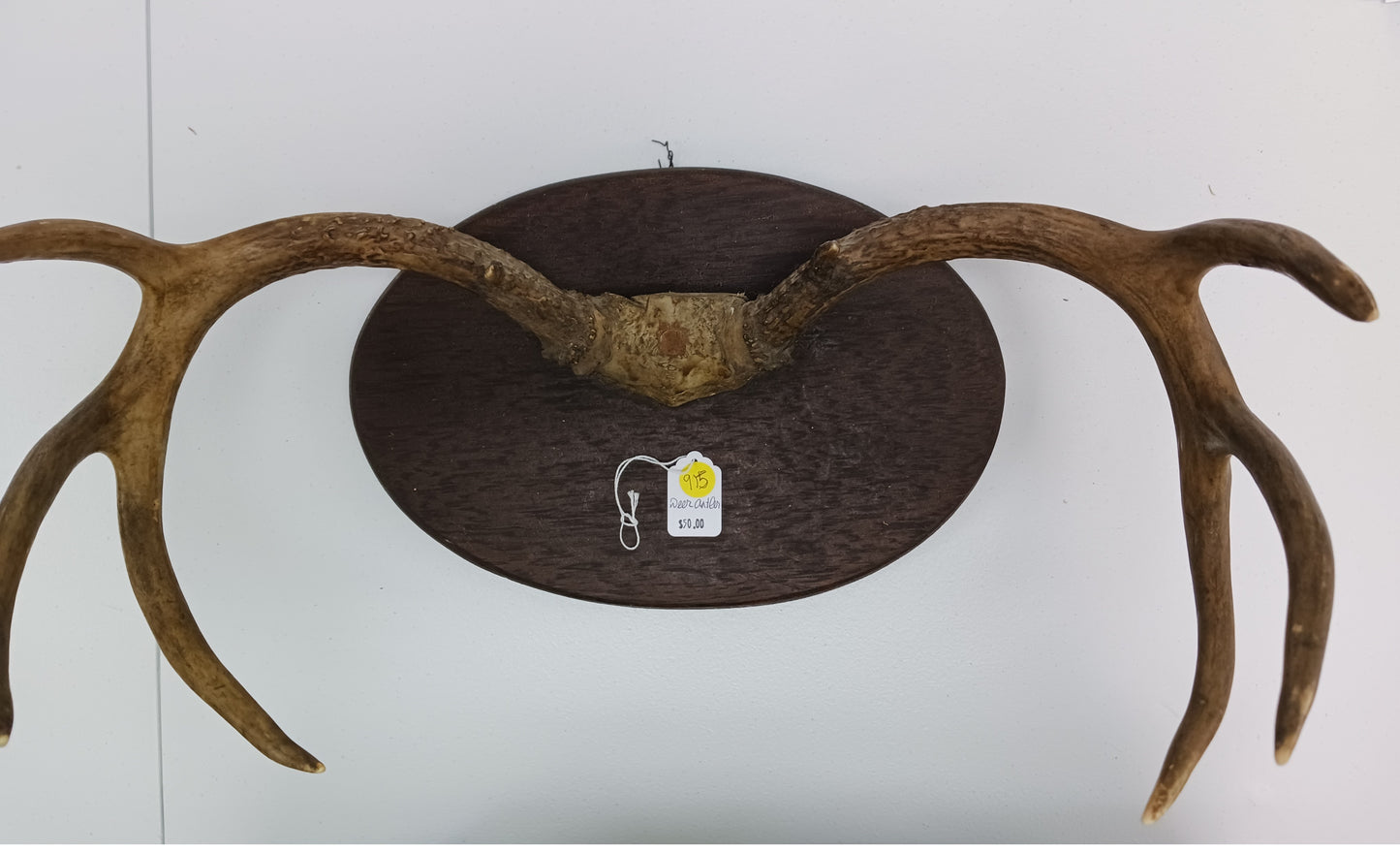 Deer Antlers