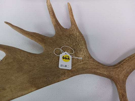 Antler