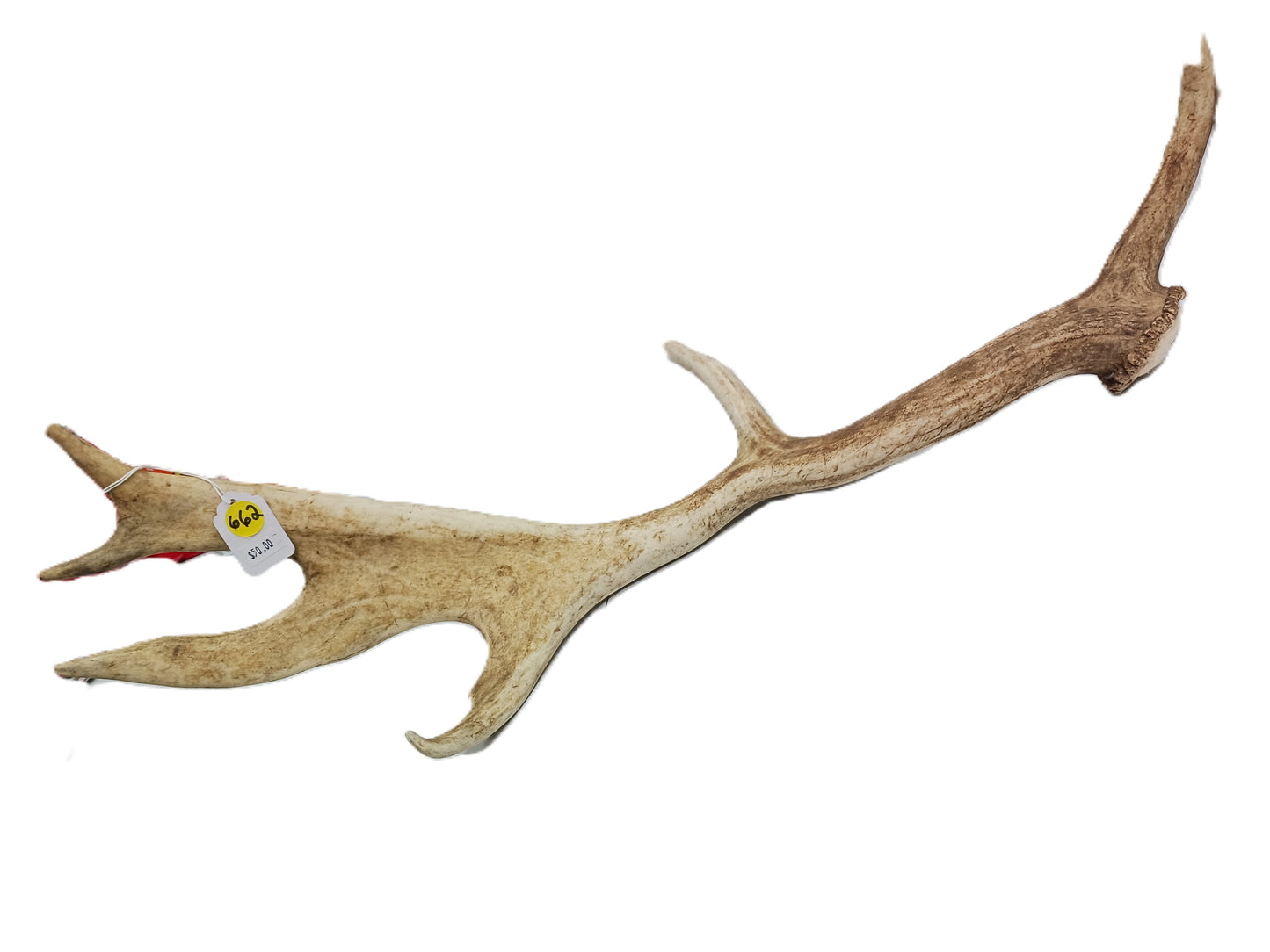 Antler